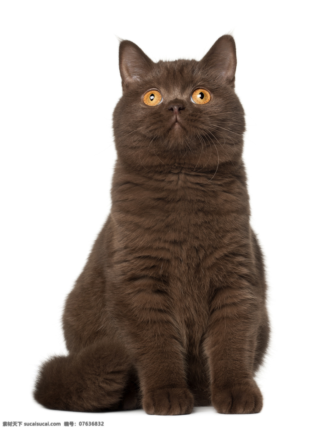 英国短毛猫 猫 猫咪 家猫 宠物猫 小猫 家畜 动物 各种猫 家禽家畜 生物世界