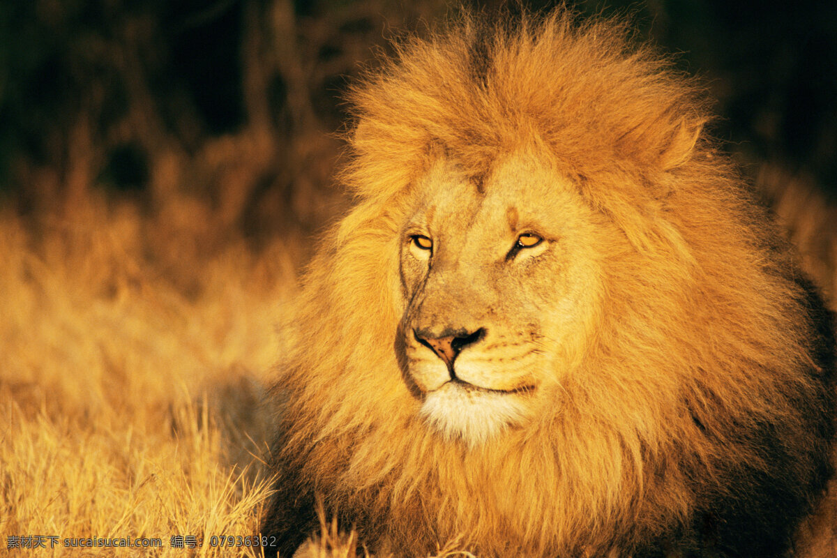 狮子图片 狮子 公狮 大狮子 非洲狮 生物世界 野生动物