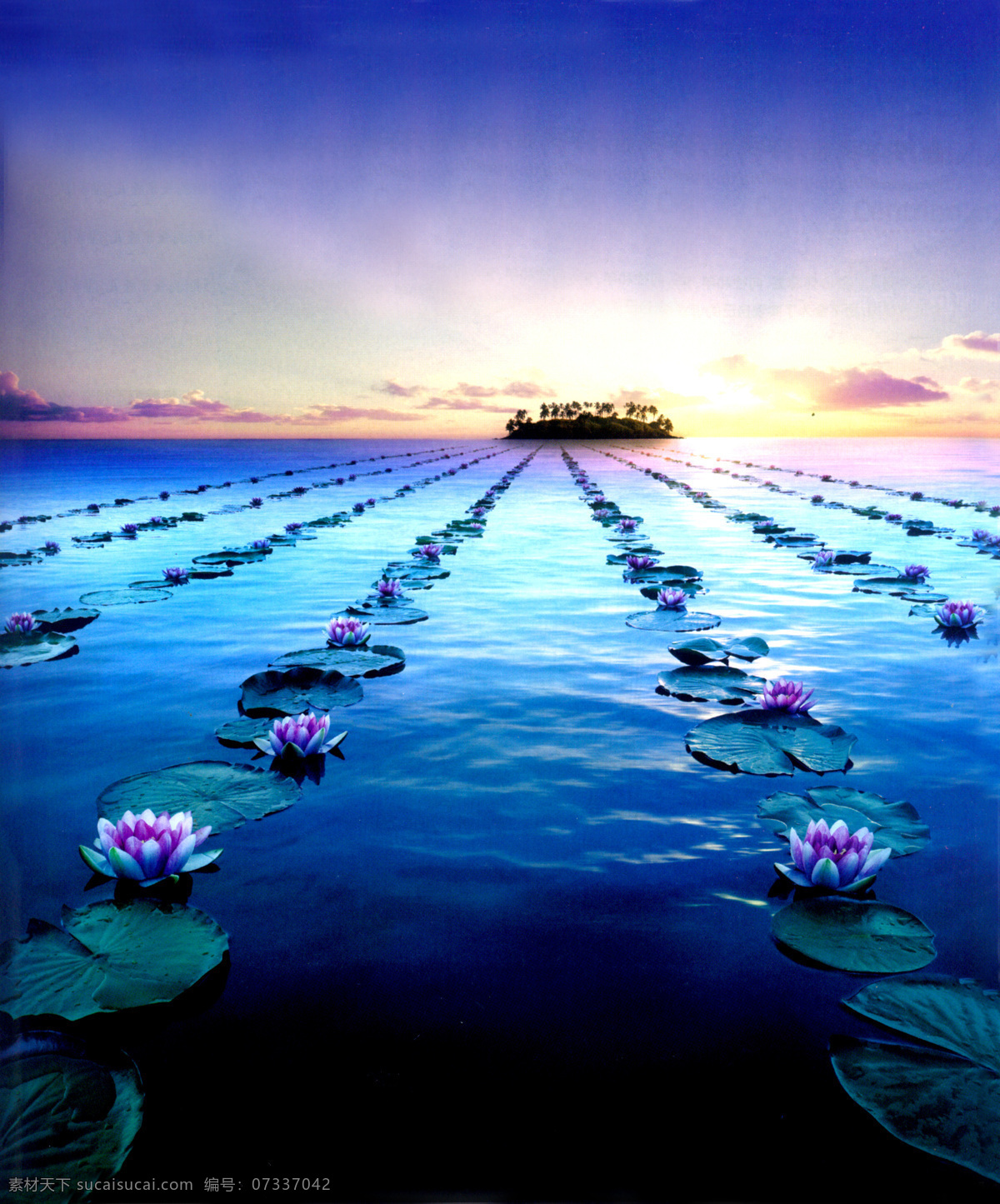 荷花 背景 图 蓝色的背景 美丽 风景图片 自然风景 美丽的海边 一排排荷花 美丽的景色 风景 生活 旅游餐饮