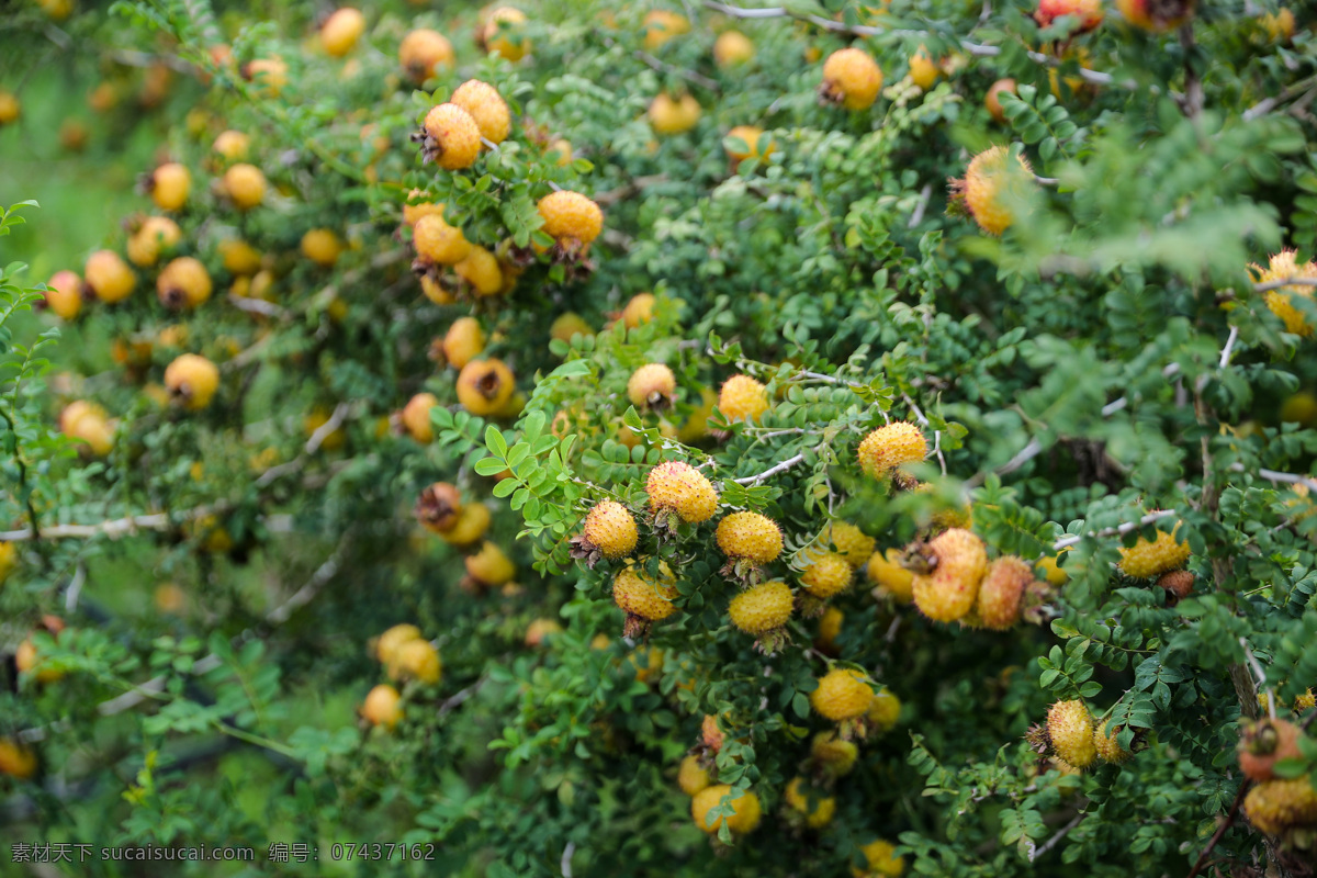 盘州 刺力王 种植基地 刺梨 刺梨种植 盘 州 刺 力 王 种植 基地