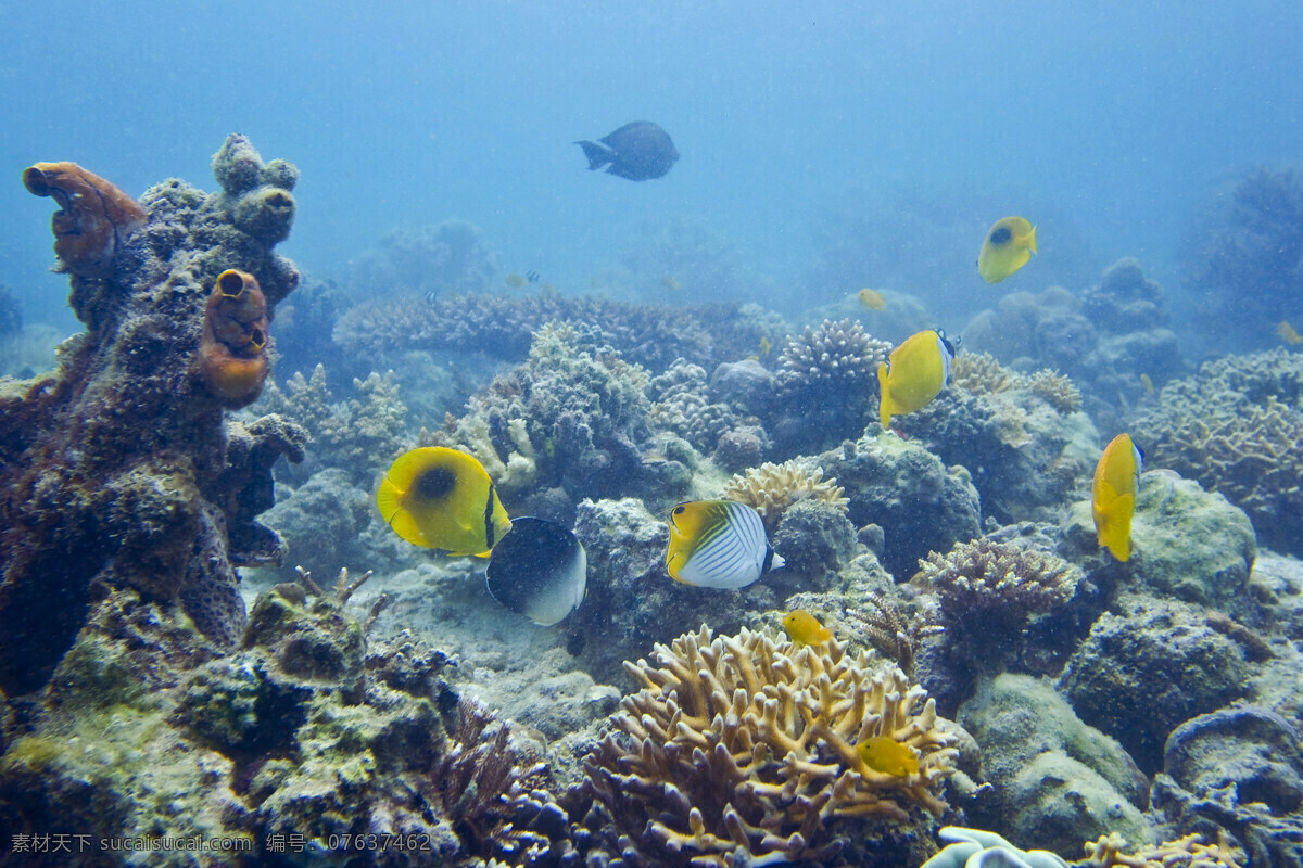 沙巴 海景 風 光 国外旅游 海水 旅游摄影 潜水 珊瑚 鱼群 沙巴海景風光 海底景观 馬來西亞 风景 生活 旅游餐饮