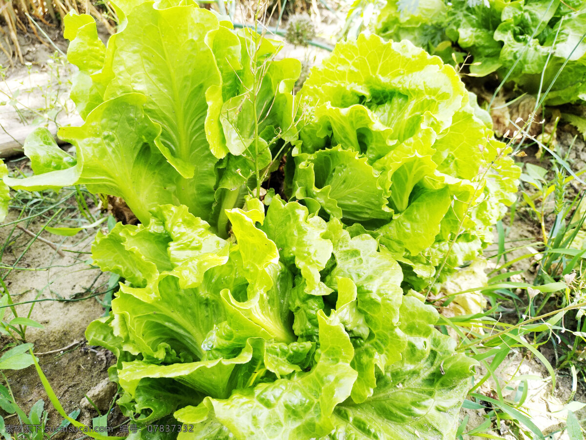 蔬菜青菜 小白菜 环保青菜 菜苗 蔬菜 生物世界