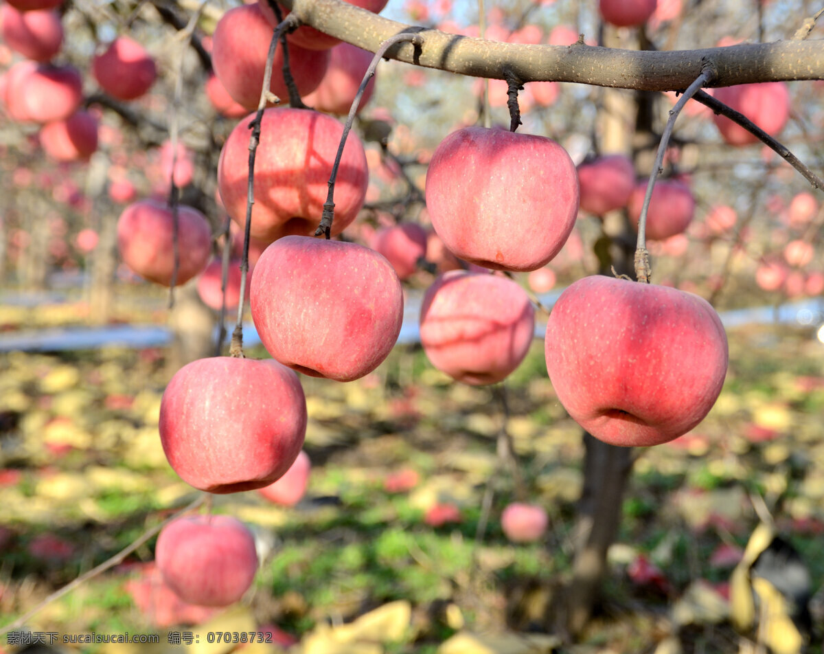 苹果 红富士 富士 水果 陕西苹果 陕西红富士 原创水果摄影 生物世界
