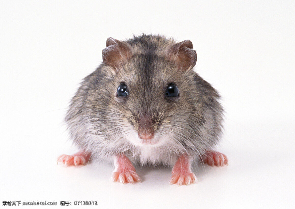 鼠 老鼠 小老鼠 宠物鼠 田鼠 生物世界 野生动物