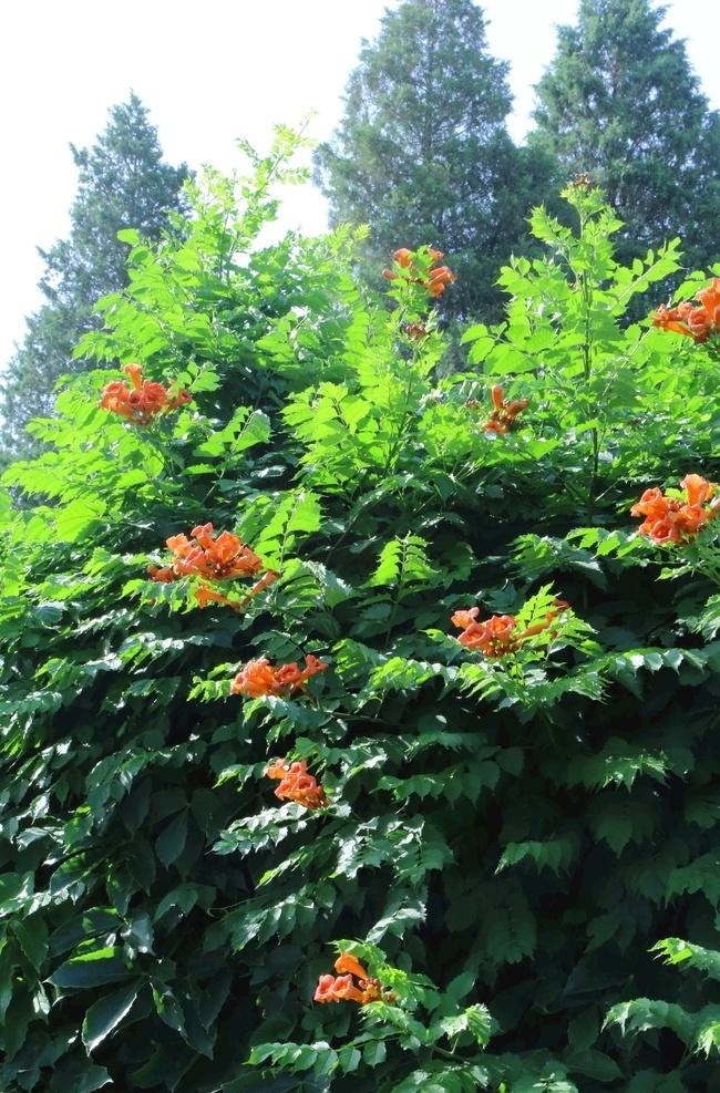 园林风景 紫葳 女藏花 凌霄 中国凌霄 凌苕 花儿 花朵 花骨朵 枝叶 藤蔓花卉 花卉 植物 花草 凌霄凌霄花 生物世界