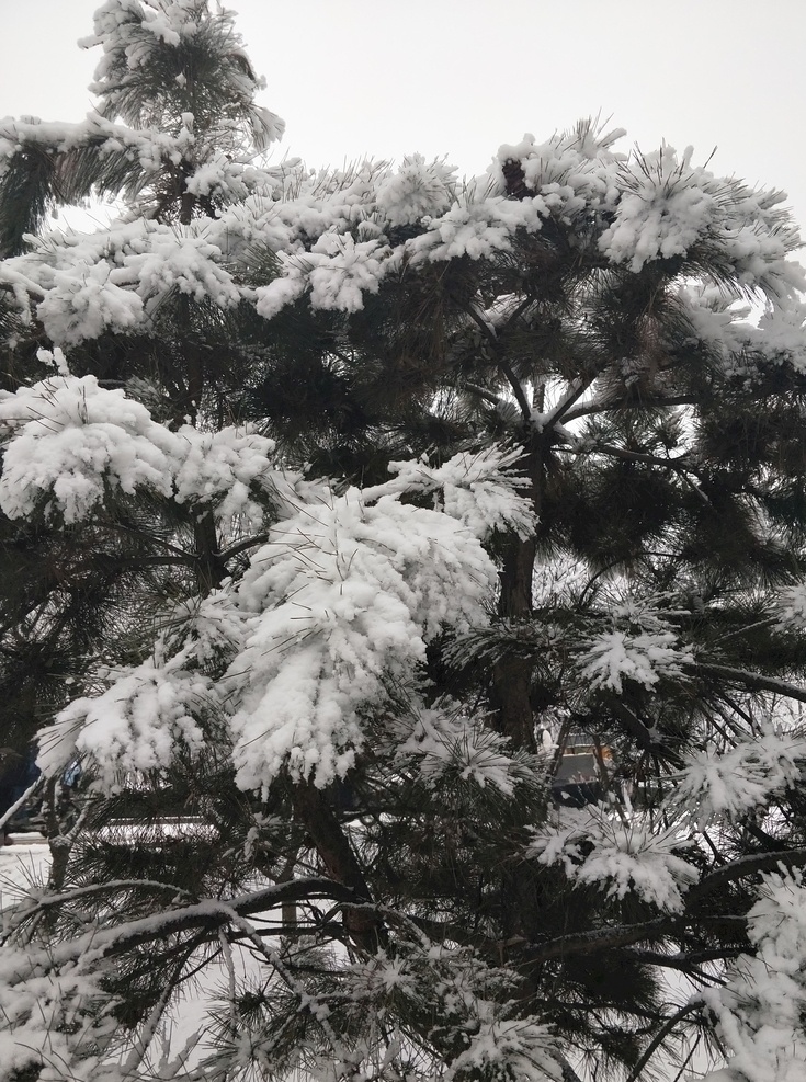 雪松 雪景 冬天 雪 雪花 树挂 冬 柏树 雪柏 松树 积雪 大雪 冬季 自然景观 自然风景 山水风景