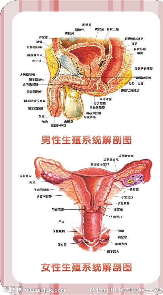 男女 生殖 系统 图 校园文化 生殖健康 老年生活 老年健康 文化设计 排版设计 学校文化 矢量