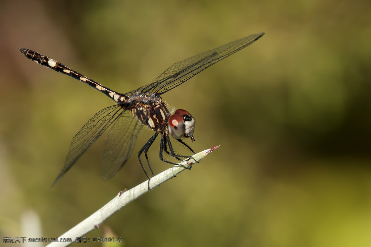 蜻蜓 翅膀 红蜻蜓 昆虫 生物世界 捕食 降落 psd源文件