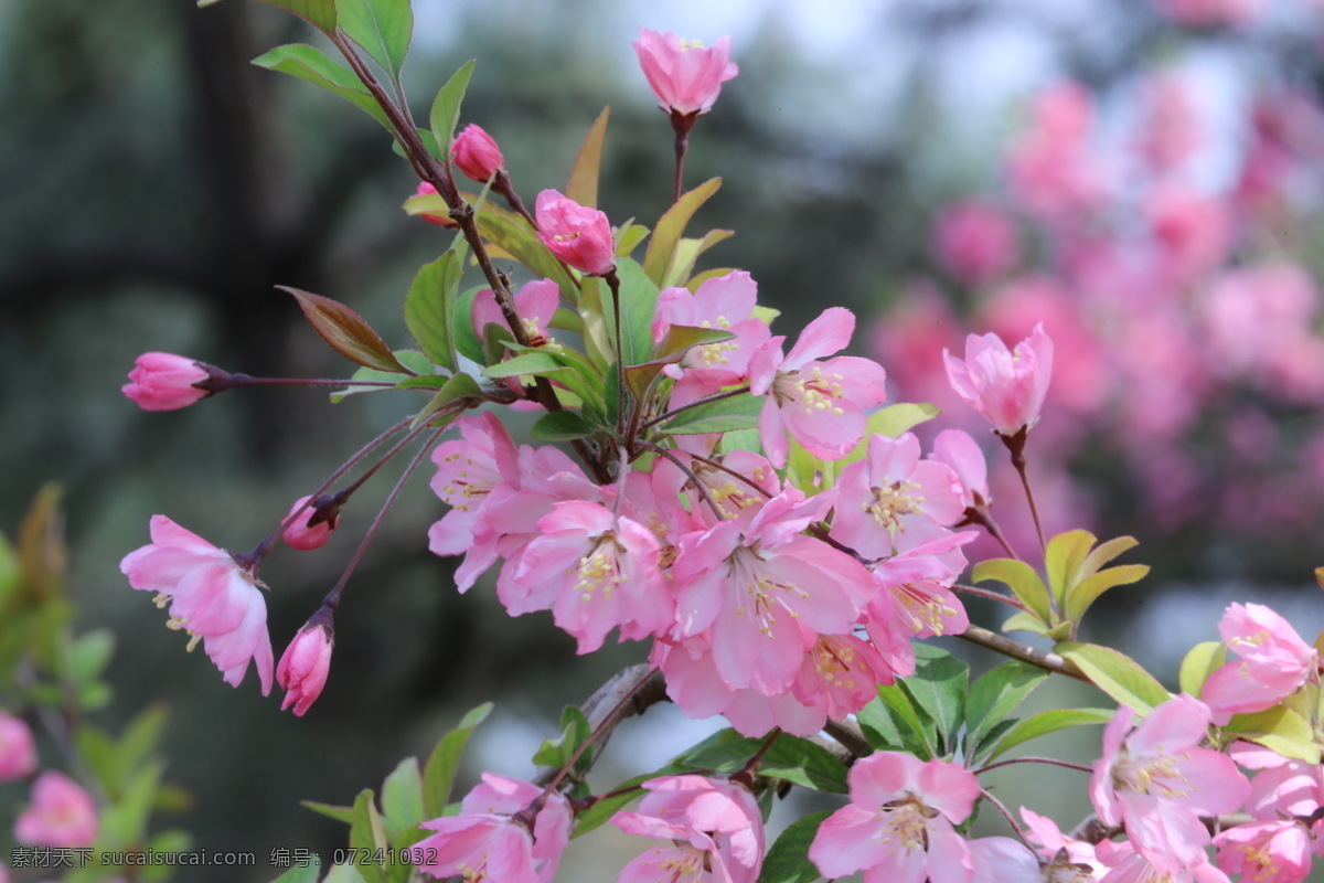 海棠花 花朵 花瓣 园林美景 花骨朵 花苞 海棠 春天 花卉 树枝 园林景观 绿化景观 山楂 红叶 李 生物世界 花草