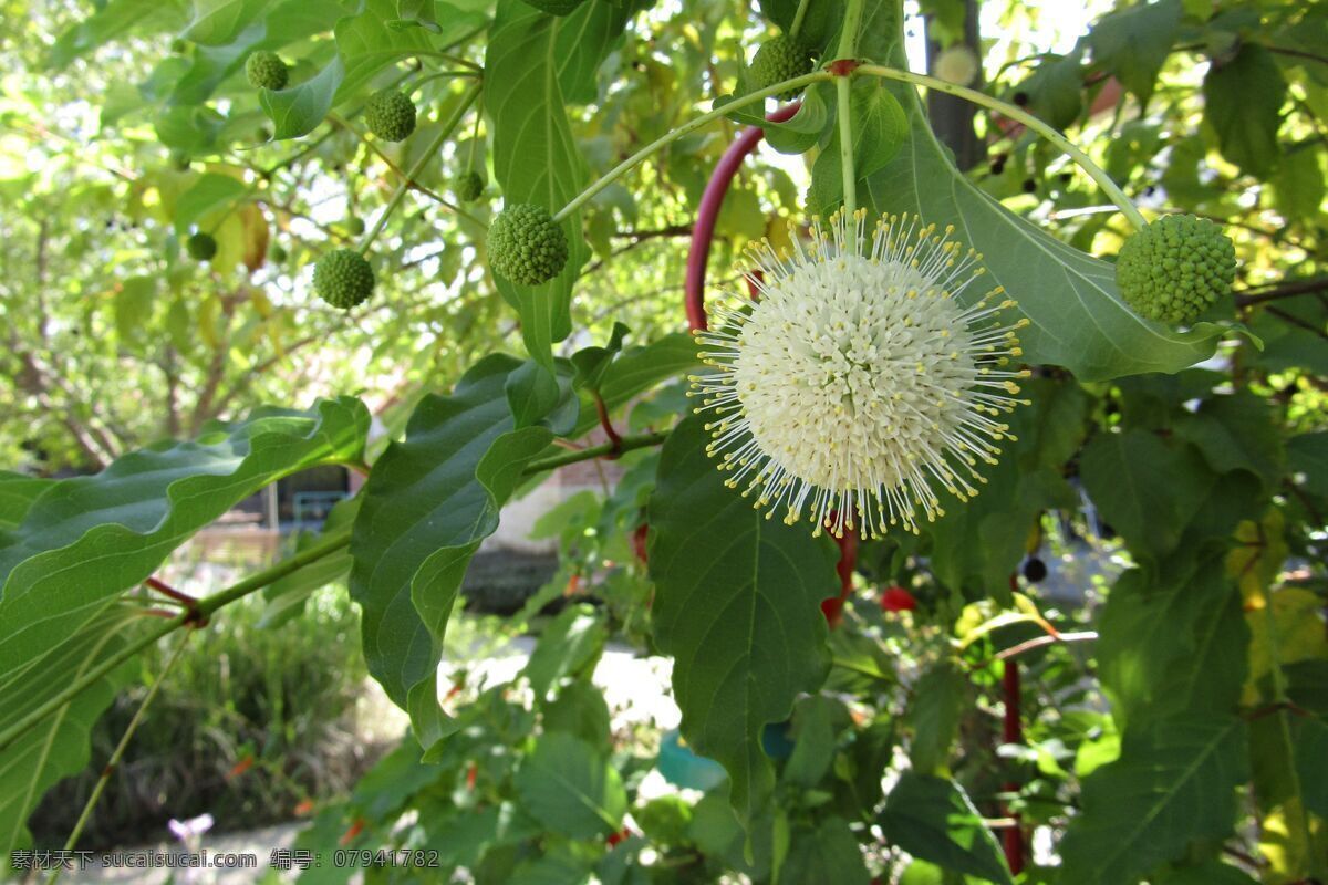 绿色 小清新 植物背景 绿叶背景 叶子背景 树叶背景 花草背景 灌木背景 植物绿化背景 树叶纹理背景 植物树木 生物世界 自然风景 自然景观