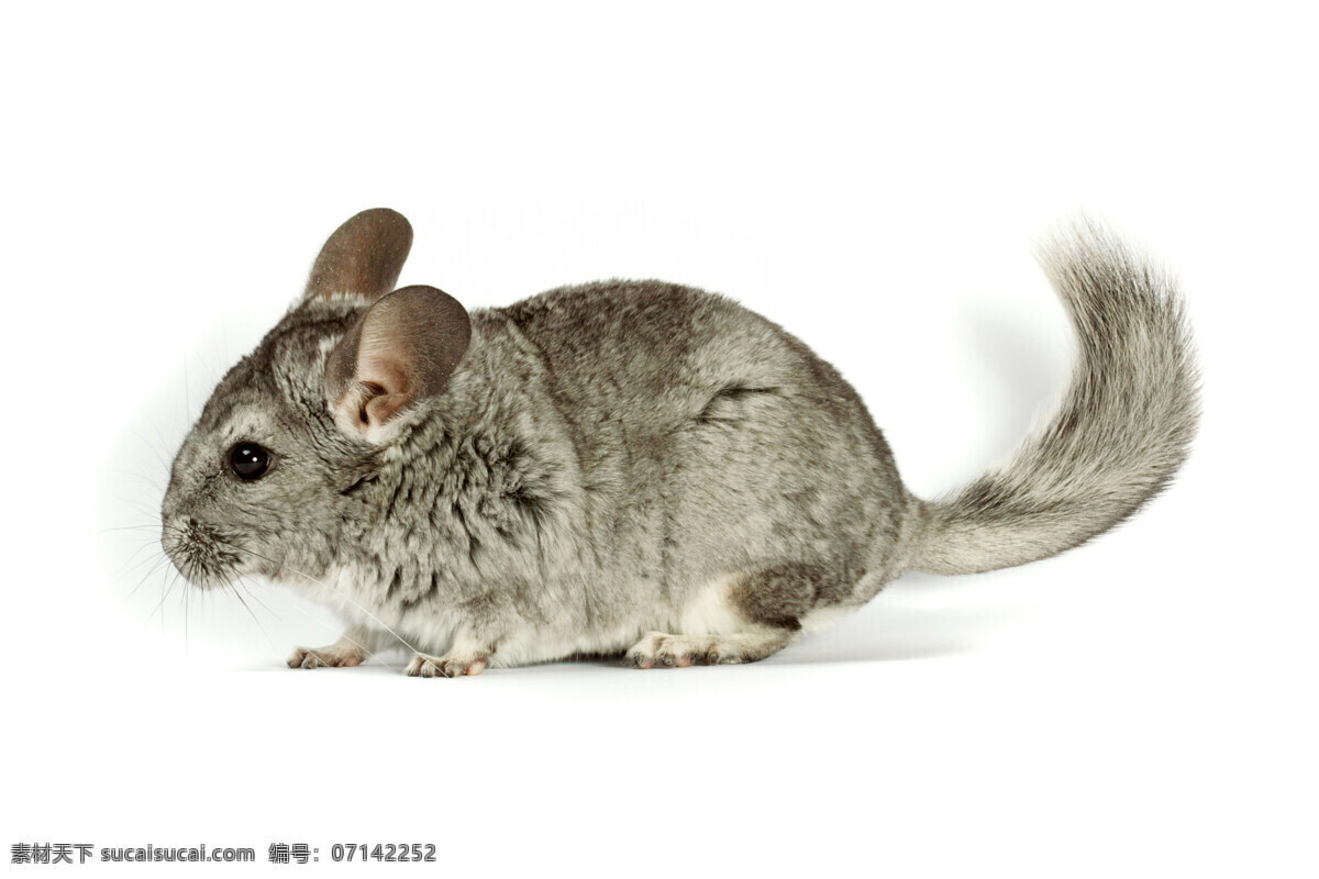 高清 老鼠 鼠 高清鼠 鼠素材 宠物鼠 生物世界