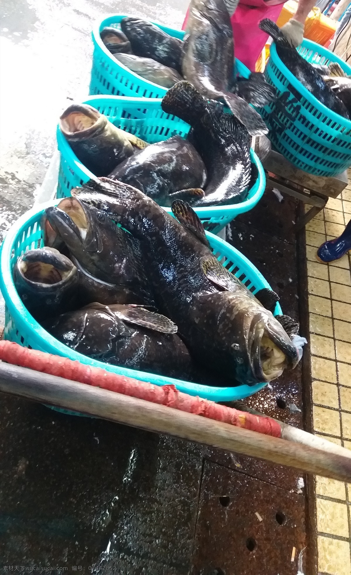 海鲜市场 海鲜 石斑鱼 鱼市 水产 海产 餐饮美食 食物原料