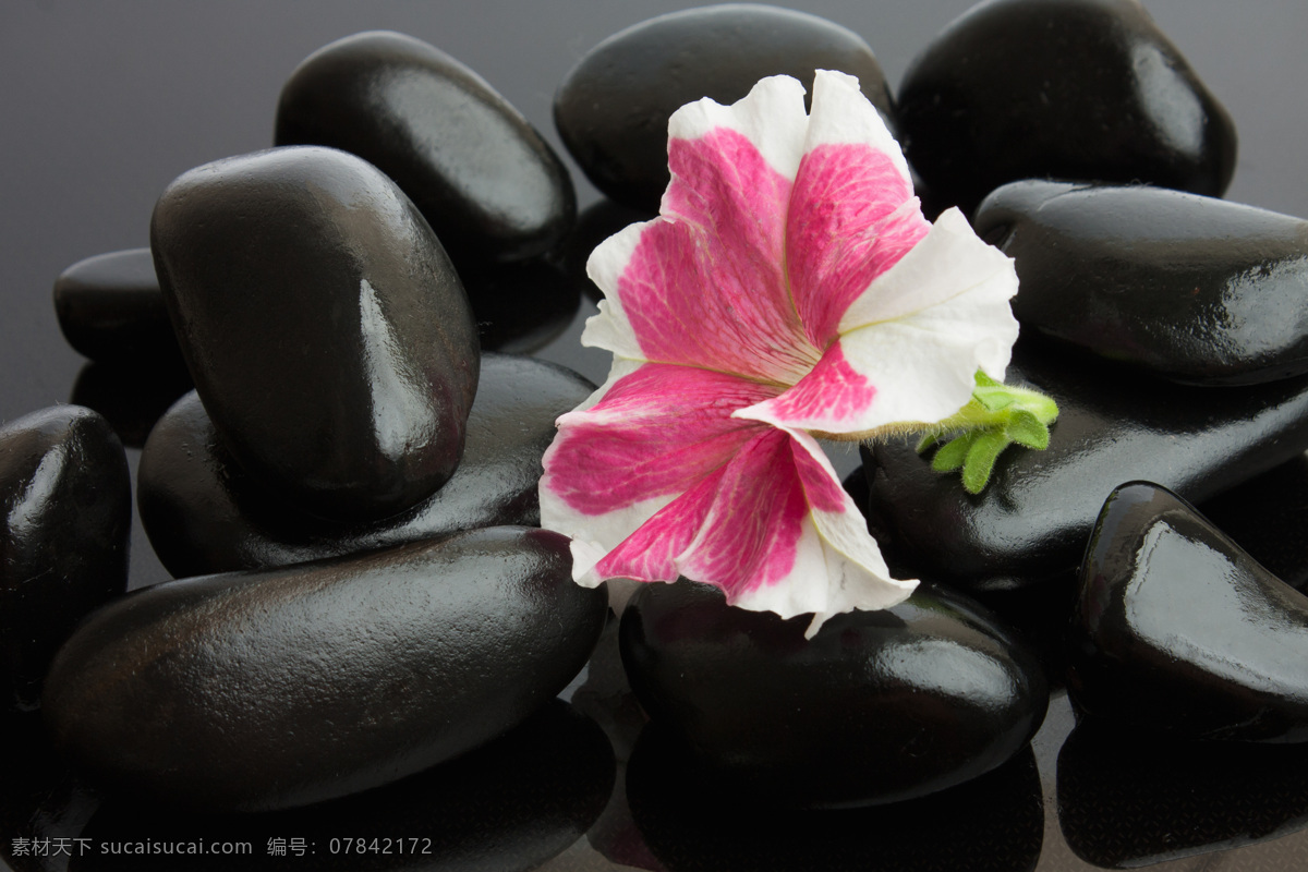 石头 花 花朵 鲜花 花纹 黑色石头 石头素材 红色石头 鹅卵石 摄影图片 图片背景 展板背景 石头底纹 其他类别 生活百科
