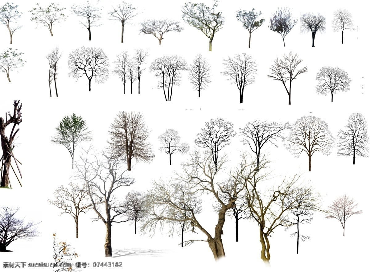 冬天的树干 树干 枯树 后期贴图 冬天的树 高清后期贴图 分层