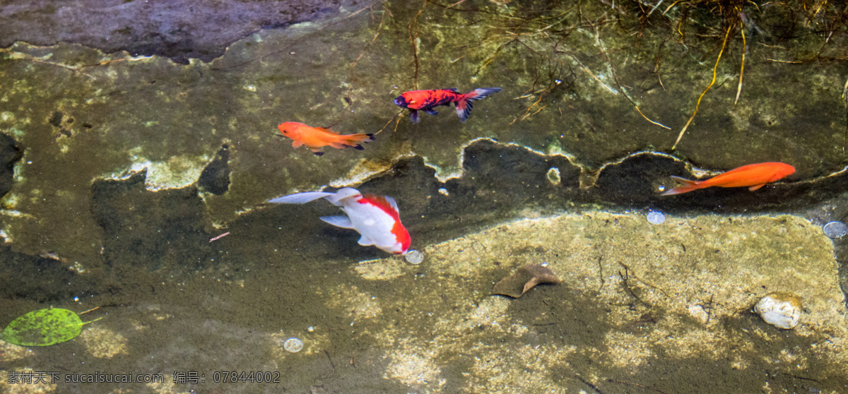 正在 游泳 锦鲤 鱼 金鱼 鲤鱼 动物 水池 鱼类 观赏鱼 商用 风景 风光