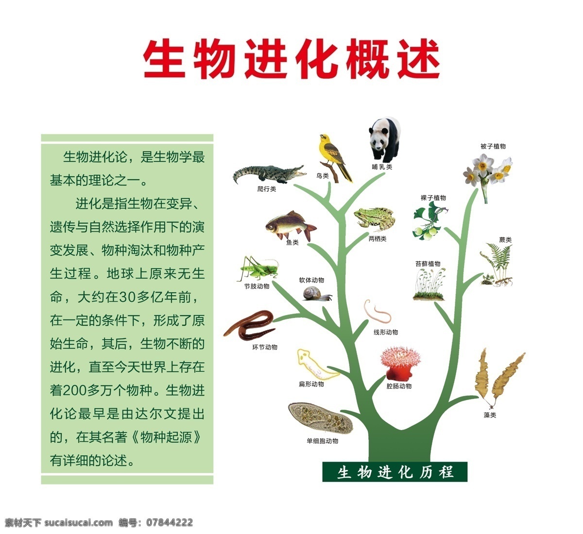 生物进化概述素材图片下载-素材编号07844222-素材天下图库