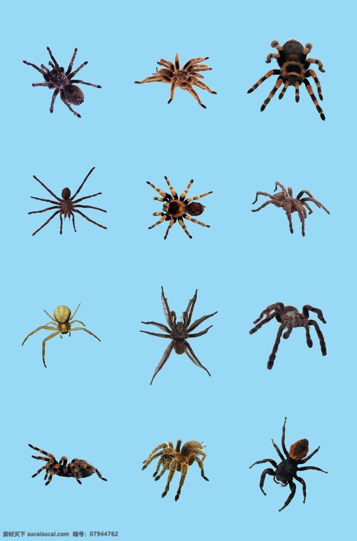 动物 蜘蛛素材 动物素材