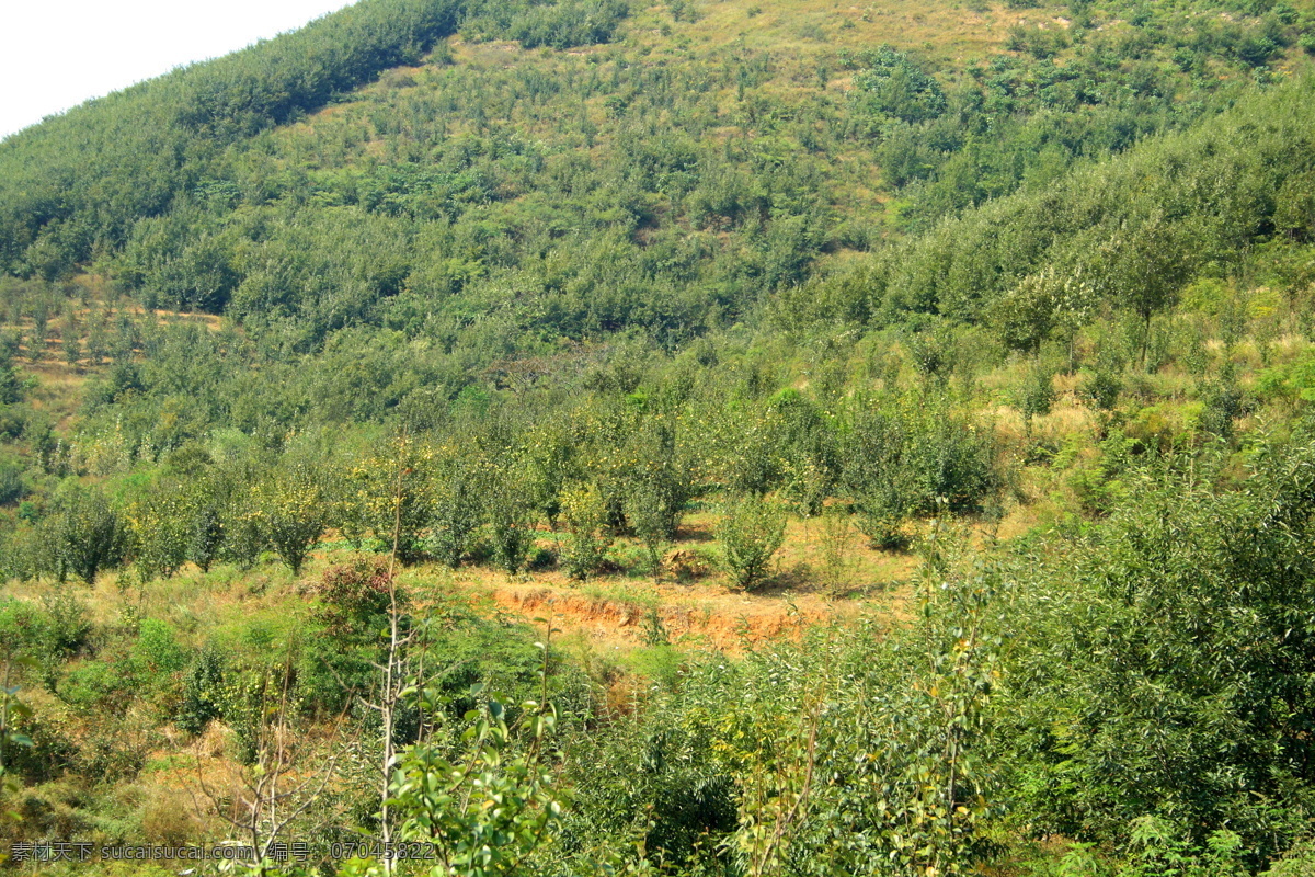 荒山 自然景观 山水风景 大山 山丘 青山 山岭 山峦 山陵 高山 山野 树林 山林 山坡 山地 坡地 田园风光