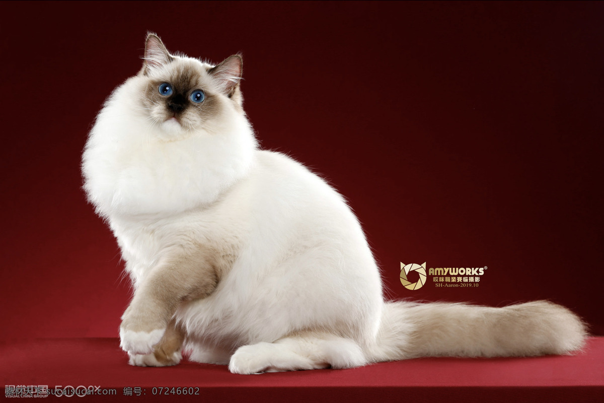 布偶猫 宠物 猫咪 高清 宠物店素材 猫 可爱的动物 长毛猫 爪子 生物世界 野生动物
