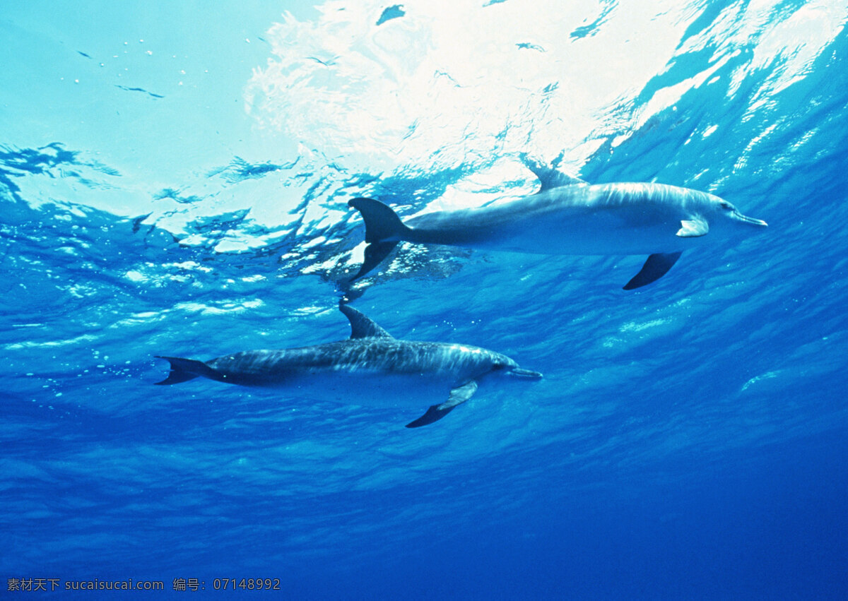 海底 海豚 动物世界 生物世界 海底生物 海洋生物 野生动物 大海 水中生物
