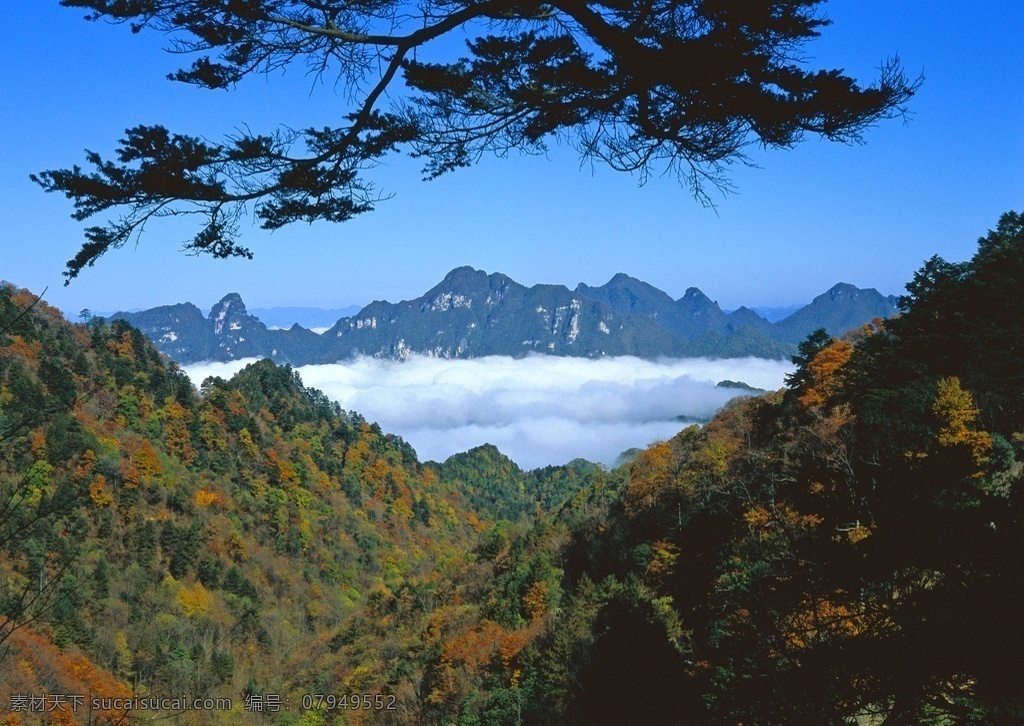 高山云海秋景 松树 云 山 秋季 秋景 山脉 自然景观 山水风景
