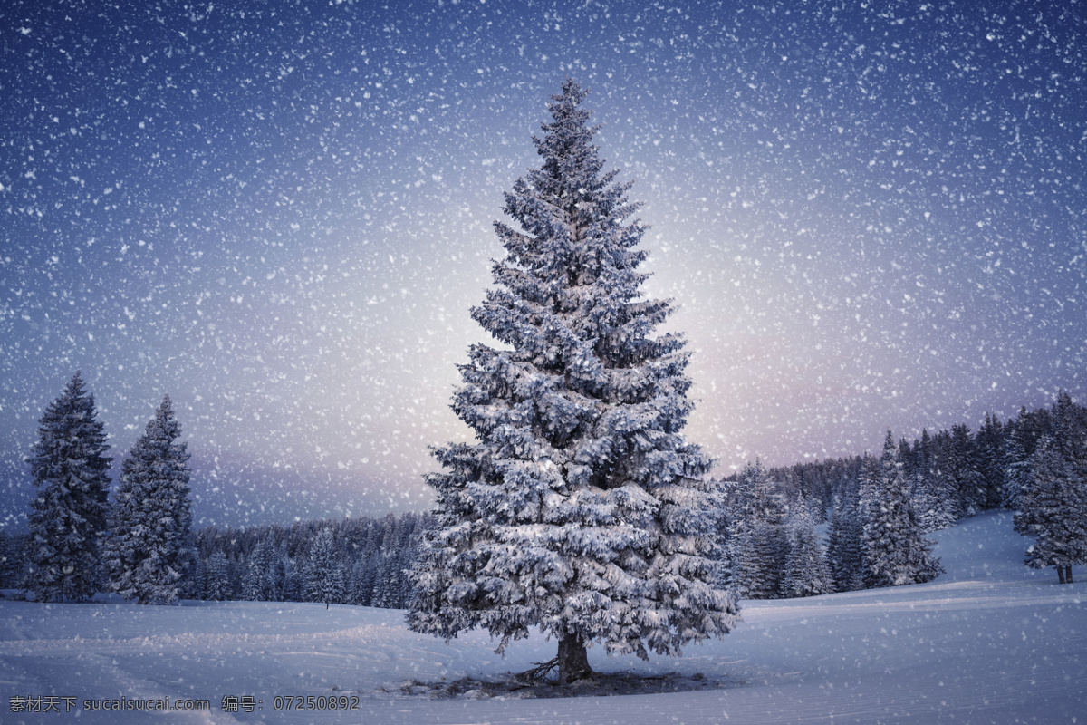 雪地上的松树 松树 下雪 冬天 冬季 景观 底纹背景 圣诞节 雪景 雪地 自然风景 自然景观 蓝色