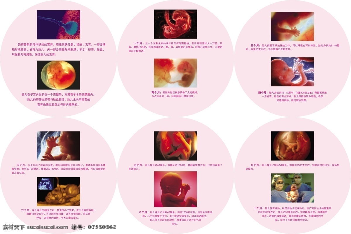 b超室版面 10月怀胎 计划生育 女性健康门诊 胎儿成长发育 彩超b超 计生类 分层