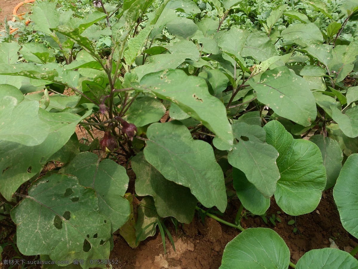 茄子田摄影 茄子 茄子摄影 生长茄子 蔬菜 生物世界