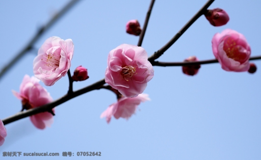 梅花 粉色梅花 小形花朵 五叶花瓣 花蕊 花蕾 幽香宜人 枝形优美 有名观赏植物 双子叶植物纲 梅亚科 李亚属 千 姿 百 態 花花草草 花草 生物世界