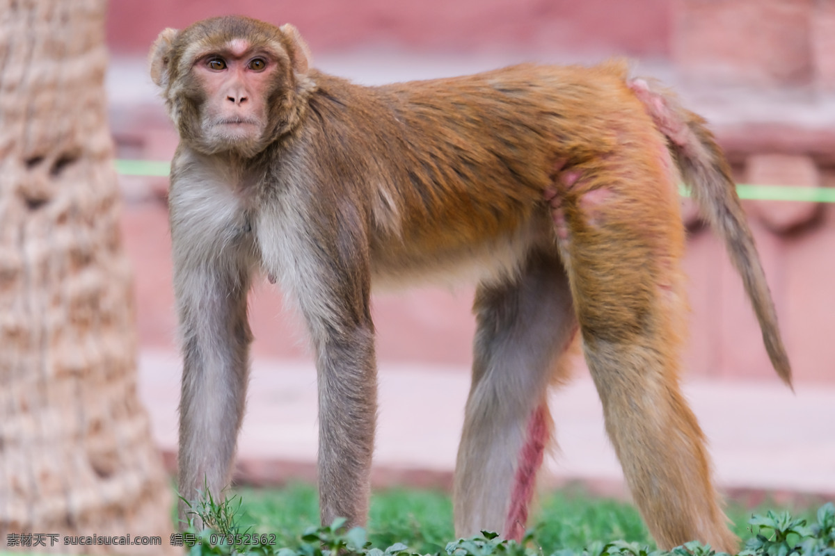 猴子 动物 可爱 自然 动物园 生物世界 野生动物