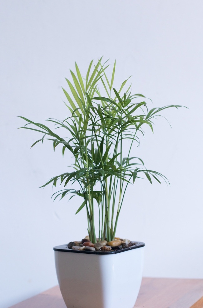 袖珍椰子 盘栽 家居植物 室内植物素材 花草 植物素材 生物世界