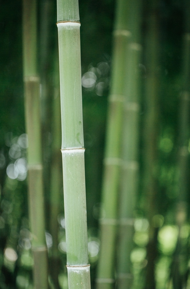 竹子图片 竹子 竹林 竹 君子 节节高 竹海 毛竹 竹叶 梅兰竹菊 自然景观 自然风景