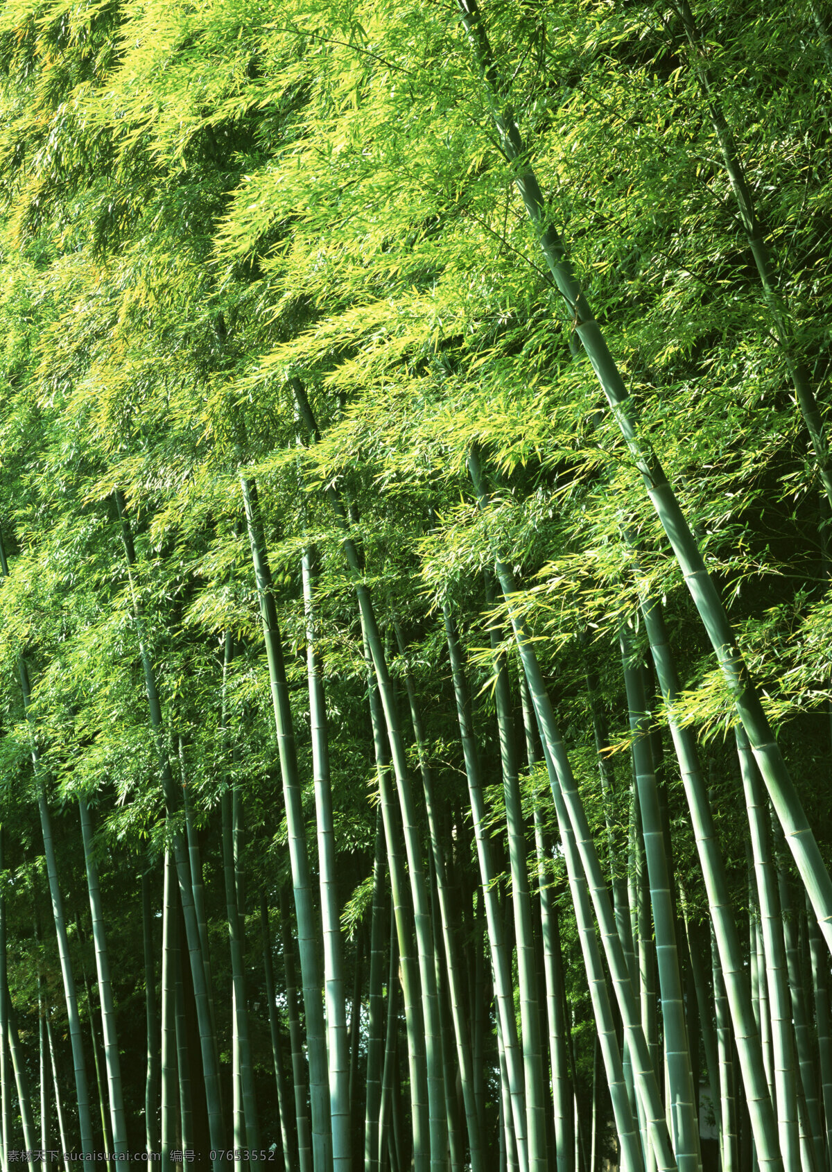 竹林 阳光竹林 阳光竹子 竹子 高清竹林 竹林小路 竹林图片 竹林小道 竹林道路 竹园 竹林风景 竹子素材 绿竹翠竹 竹林竹子 竹林小径 生物世界 树木树叶