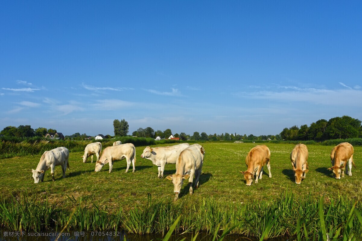 农场放牧牛群 农场 牧场 放牧 牛群 奶牛群 黄牛 奶牛 牧场牛群 放羊 牲畜 牲口 家养 动物 生物世界 家禽家畜