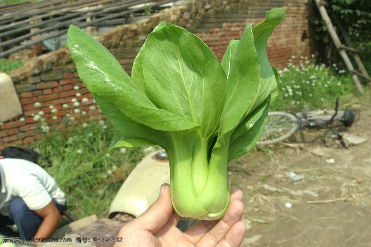 上海青 小青菜 小油菜 青菜 小白菜 蔬菜 生物世界 上海青特写