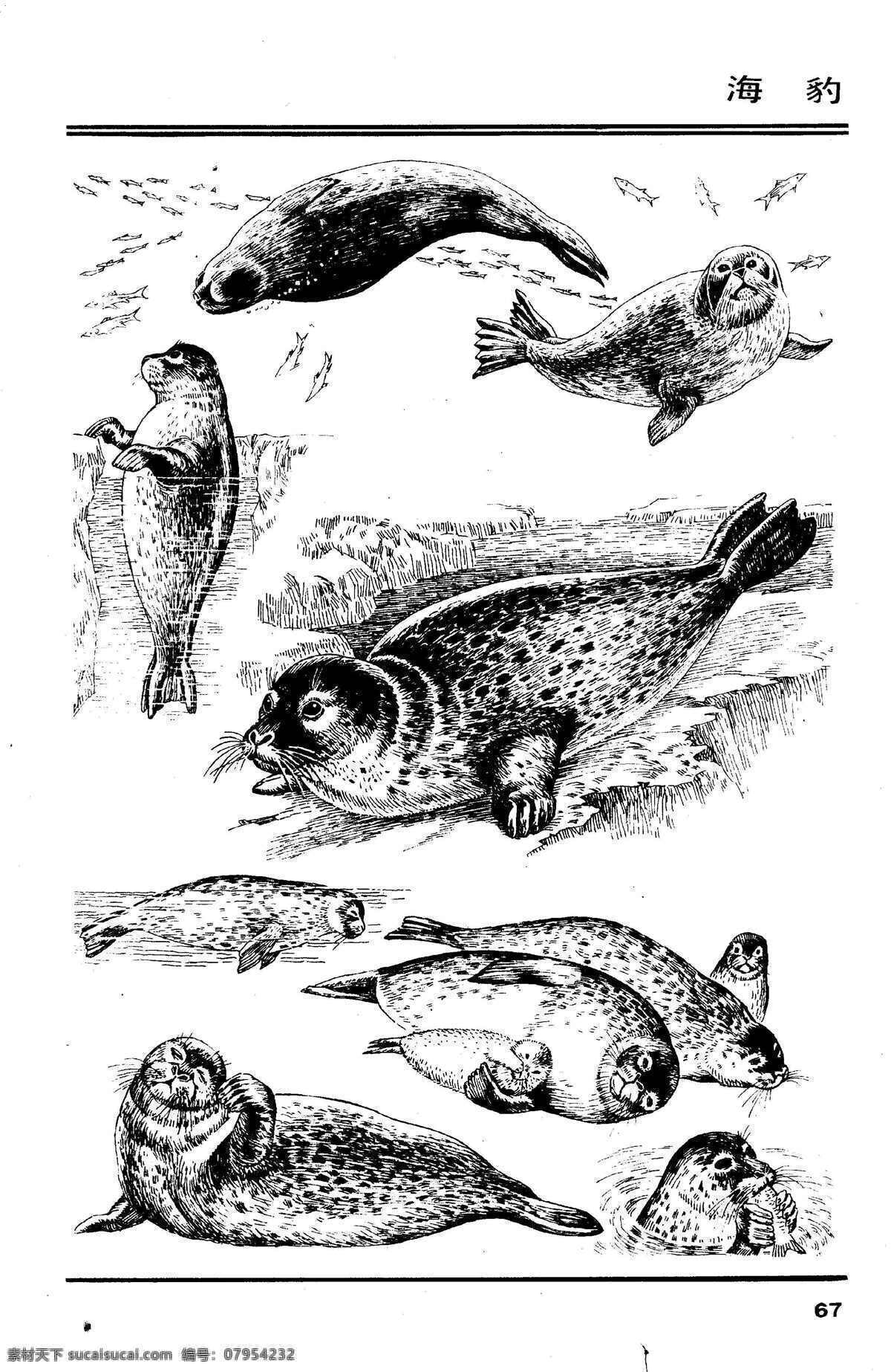 画兽谱71 海豹 百兽 兽 家禽 猛兽 动物 白描 线描 绘画 美术 禽兽 野生动物 画兽谱 豹 生物世界 设计图库