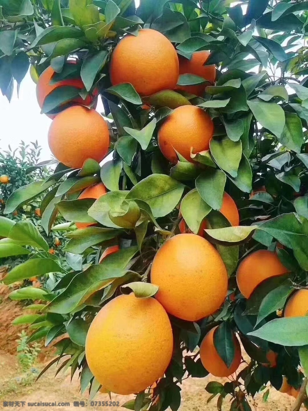 脐橙 果树 橙子 绿色食品 纯天然 水果 自然景观 自然风景