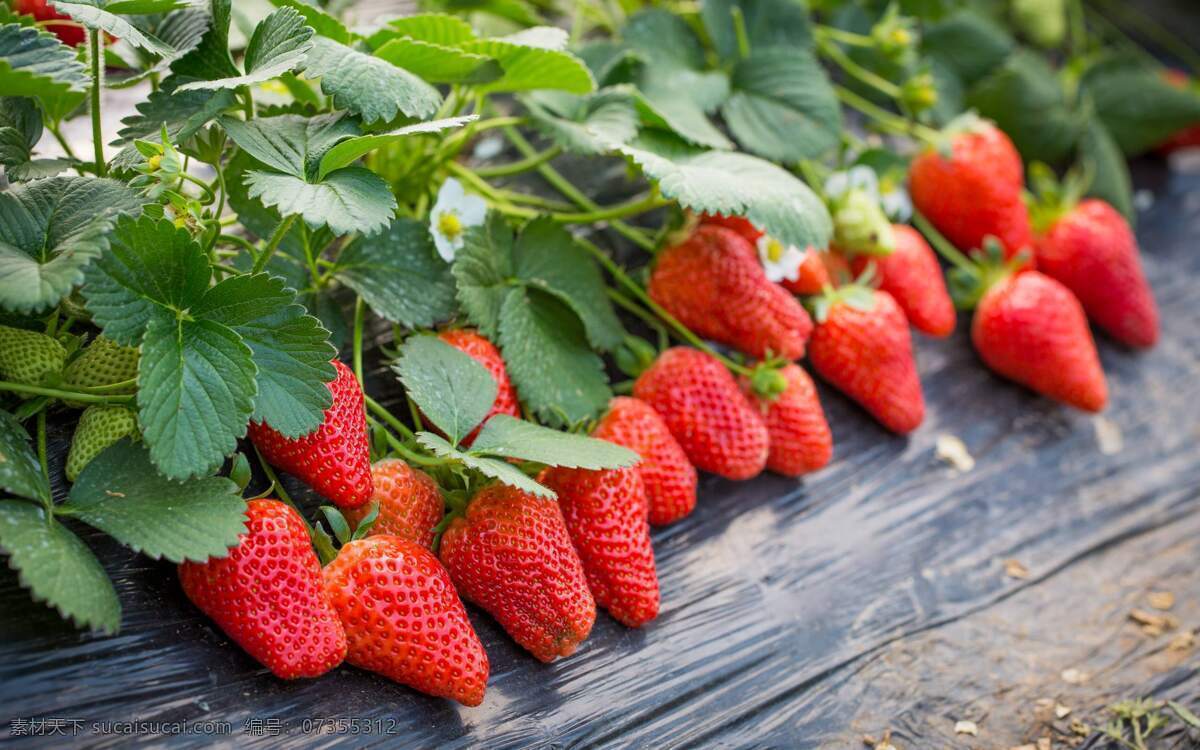 草莓图片 红色草莓 红草莓 水果 甜 新鲜草莓 生物世界
