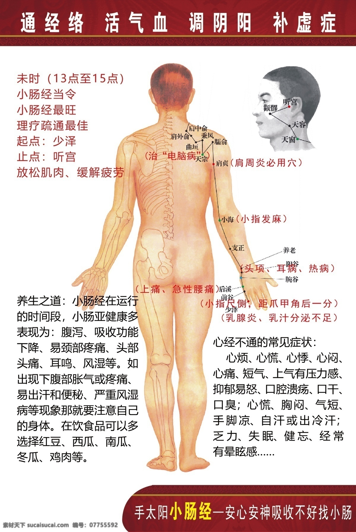 人体 经络 穴位 小肠 脉络 中医 图 展板模板