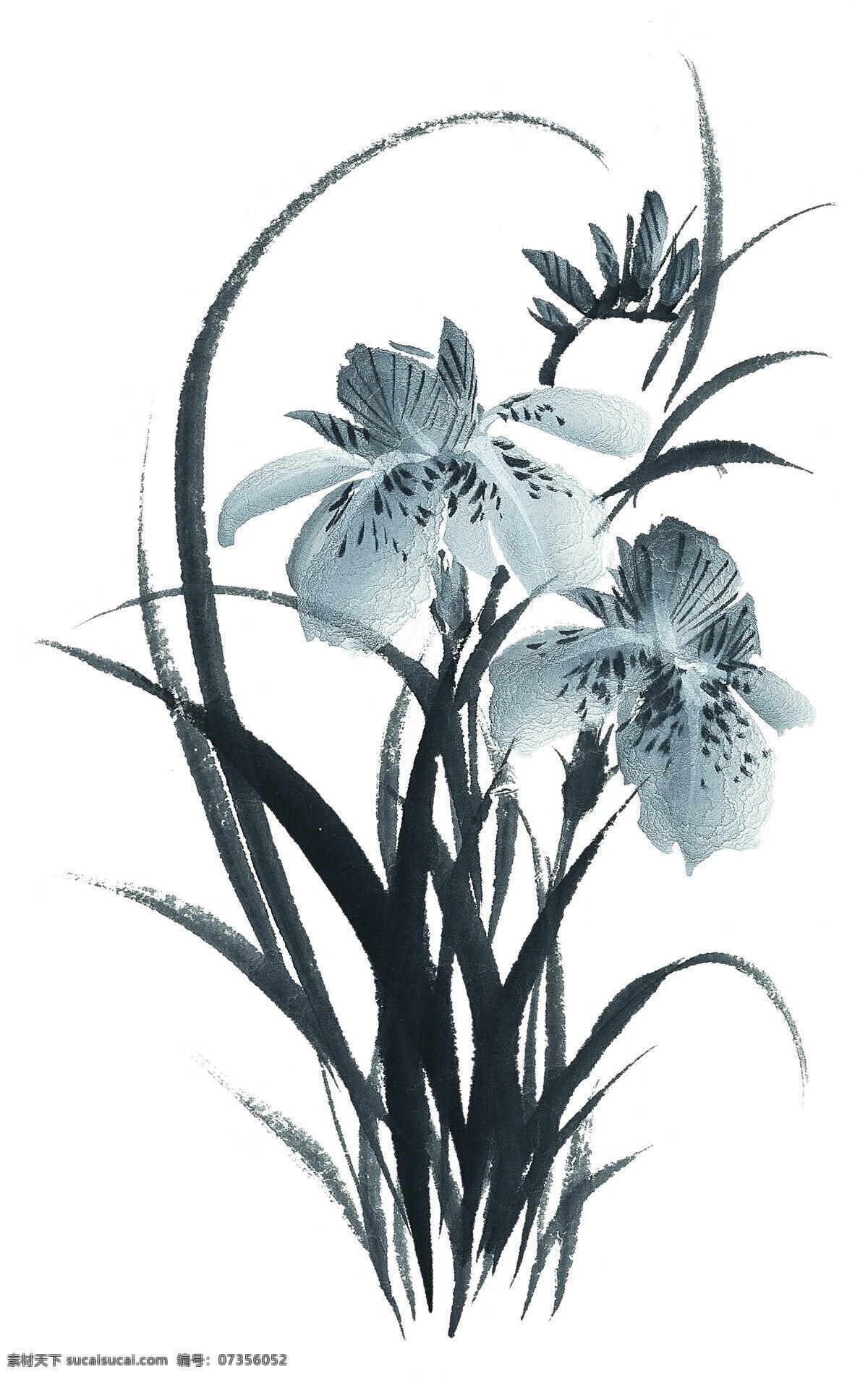 国画 兰草 花草 兰花 山水画 水墨画 国画兰草 文化艺术