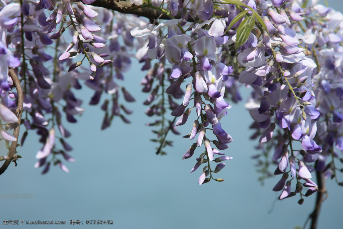 紫藤花 藤花 紫藤 藤本花卉 花瓣 花朵 紫色花 观赏花 景观花 花花世界 生物世界 花草