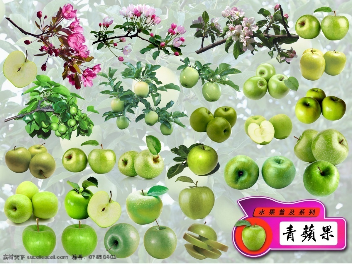 水果 普及 系列 青苹果 分层 水果系列 苹果 水果普及 生物世界
