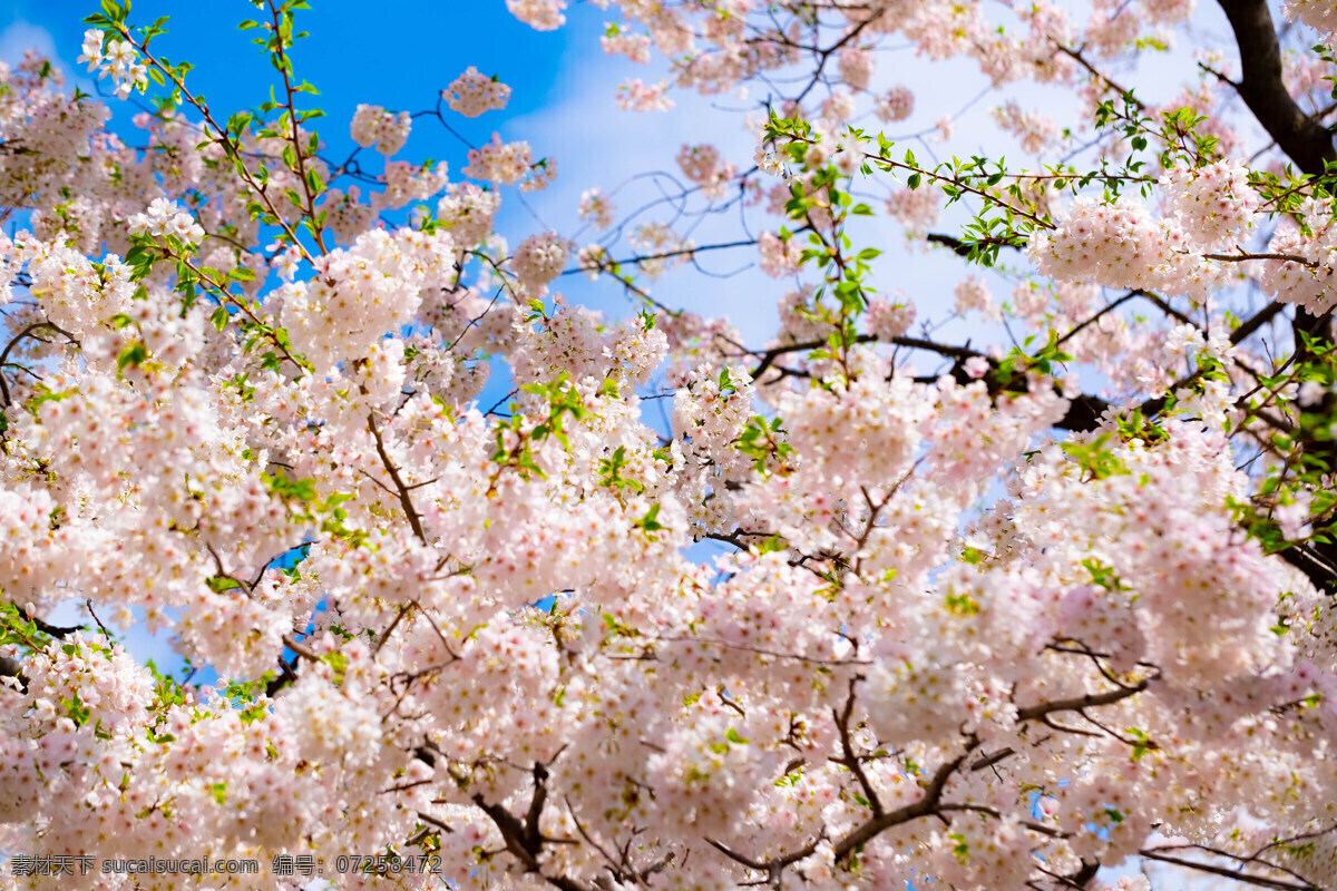 桃花樱花花艺 桃花 桃树花 樱花 桃花源 桃花苑 桃花园桃园 鲜花 盆栽 花卉 花海 花朵花语 花瓶 夏花 花之物语 唯美 花朵 居家插花 插花 插花艺术 花艺摆设摄影 插花diy 地产活动 暖场活动 活动现场 diy 活动 插花实拍 花艺造型 花艺摆设 花儿 花卉花艺 桃花源苑 生物世界 花草