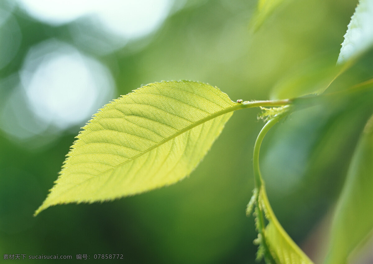 绿叶 树叶 绿色 新鲜 清新 叶子 绿意 树木树叶 生物世界 植物 春天 绿色环境 高清图片 花草树木