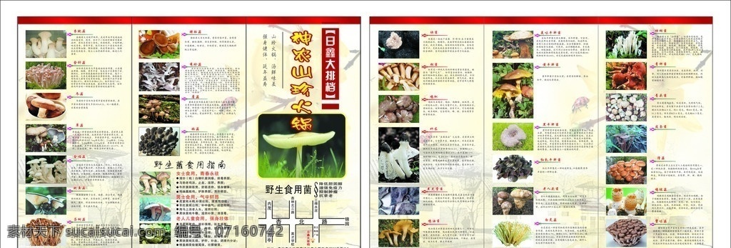 宣传单 三折页宣传单 菇 菌 神农山珍 红色 三折页 野生菌 食用 指南 野生食用菌 食物 传单 底图 背景图 透明背景图 黄色 dm宣传单 矢量