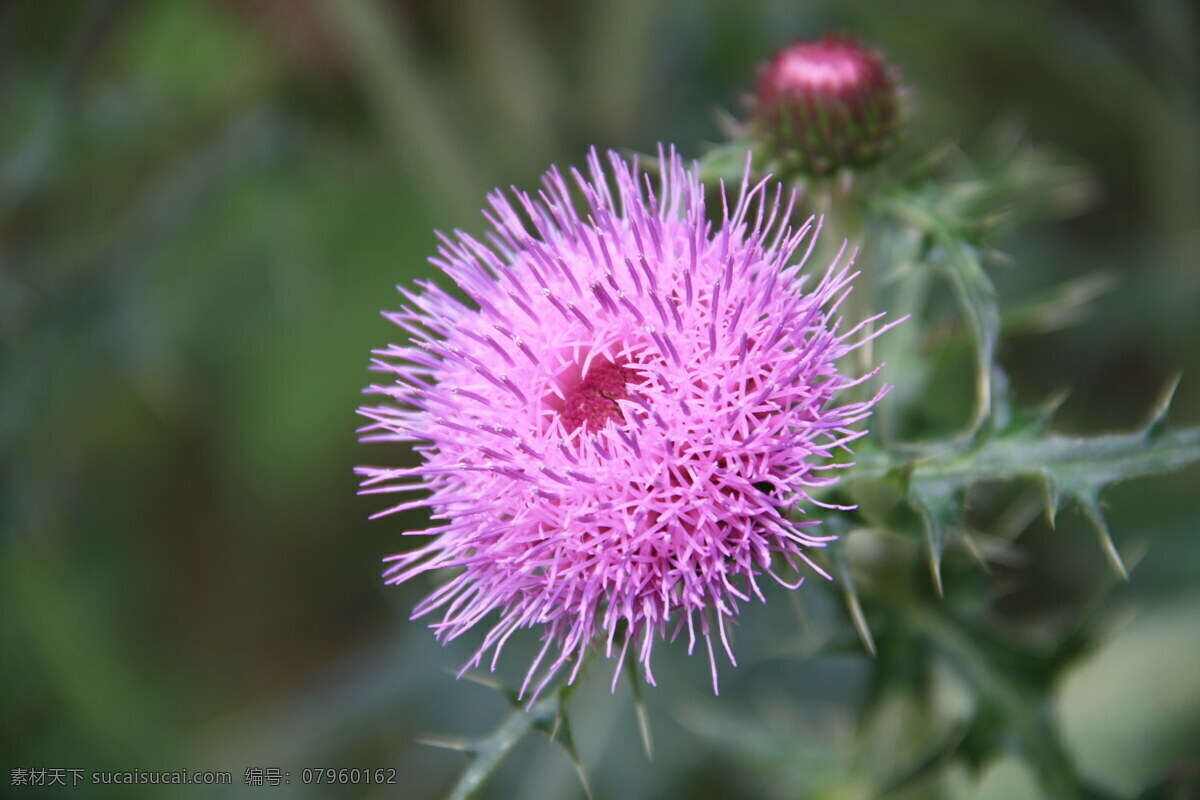 小蓟 植物 花朵 花草 生物世界 flower