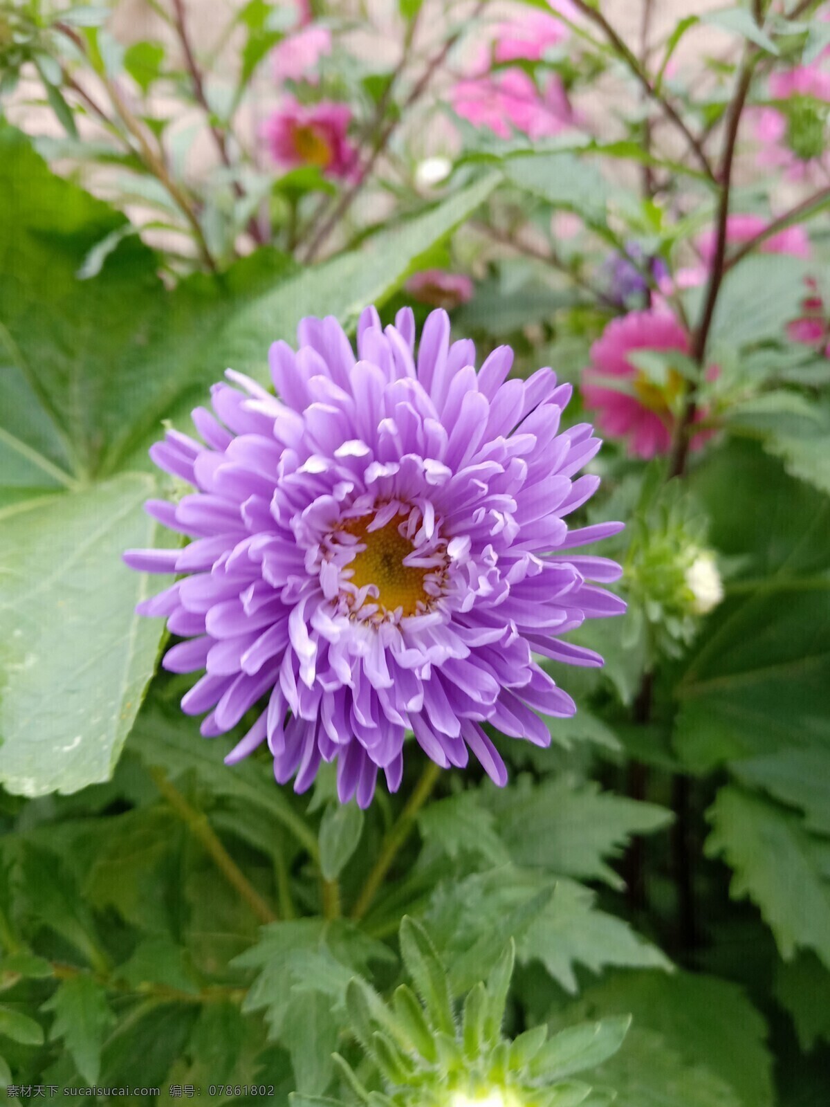 青海省 互助县 哈拉直沟乡 白崖村 紫色菊花 植物 花草类 自然景观 田园风光