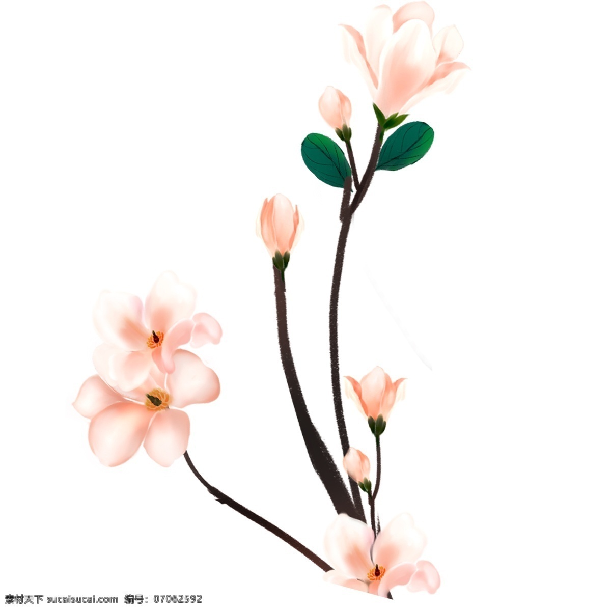 精美 花朵 插画 图案 玉兰花 植物 卡通 彩色 水彩 小清新 创意 装饰 手绘风