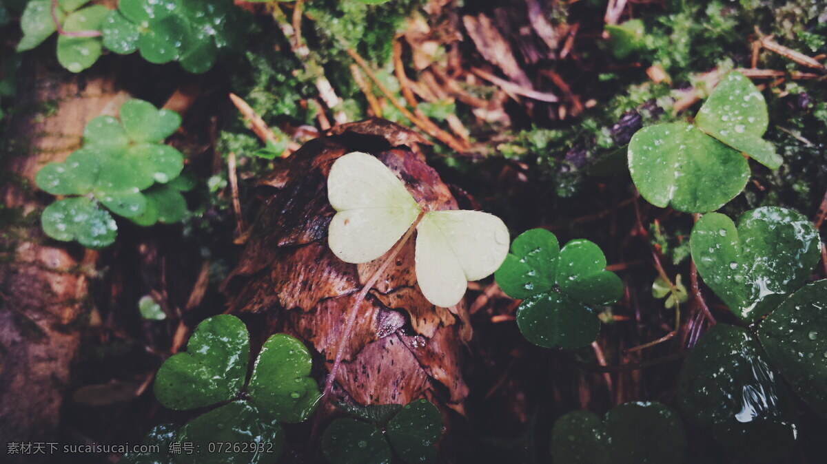 清新 三叶草 雨后三叶草 四叶草 幸运草 绿草