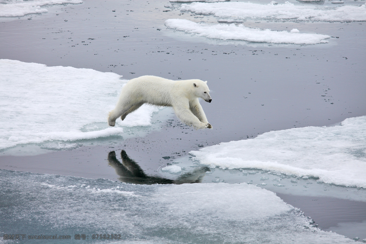 冰河 里 跳跃 北极熊 熊 动物 野生动物 动物世界 陆地动物 动物摄影 生物世界